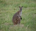 1208-1932 Wallaby (1060323)